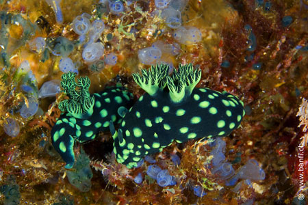 Sea Explorers Alona Beach