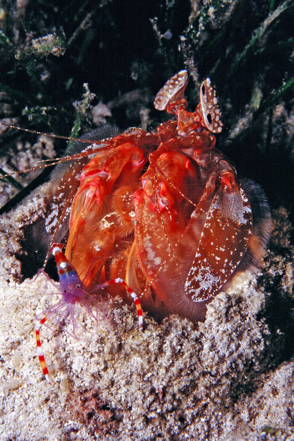 Sea Explorers Cabilao