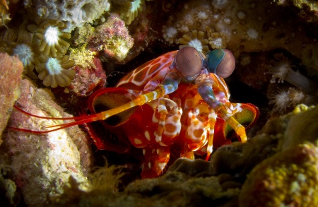 Sea Explorers Cabilao