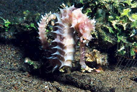 Sea Explorers Negros