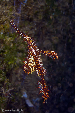 Sea Explorers Negros