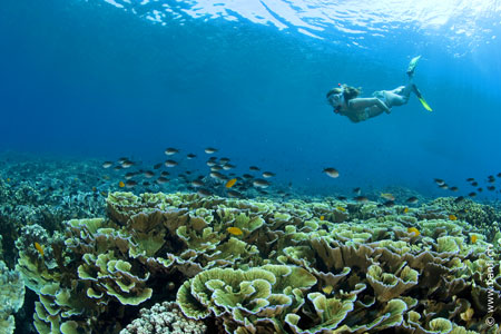 Sea Explorers Negros
