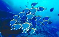 Bleu Marine Dive Center