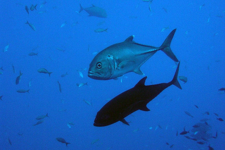 Baja Diving & Service