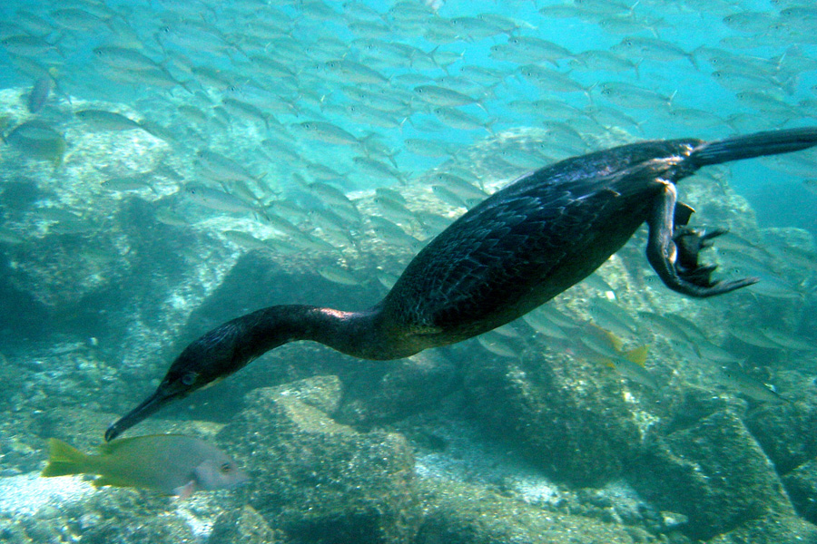 Baja Diving & Service