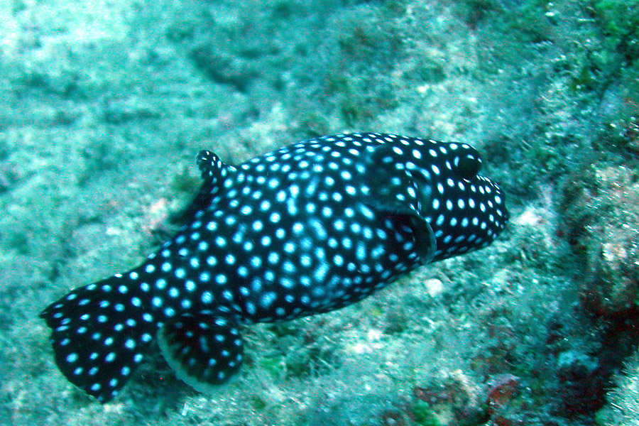 Baja Diving & Service