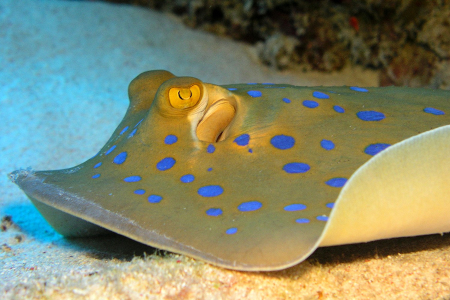 Subex Diving Center Quseir