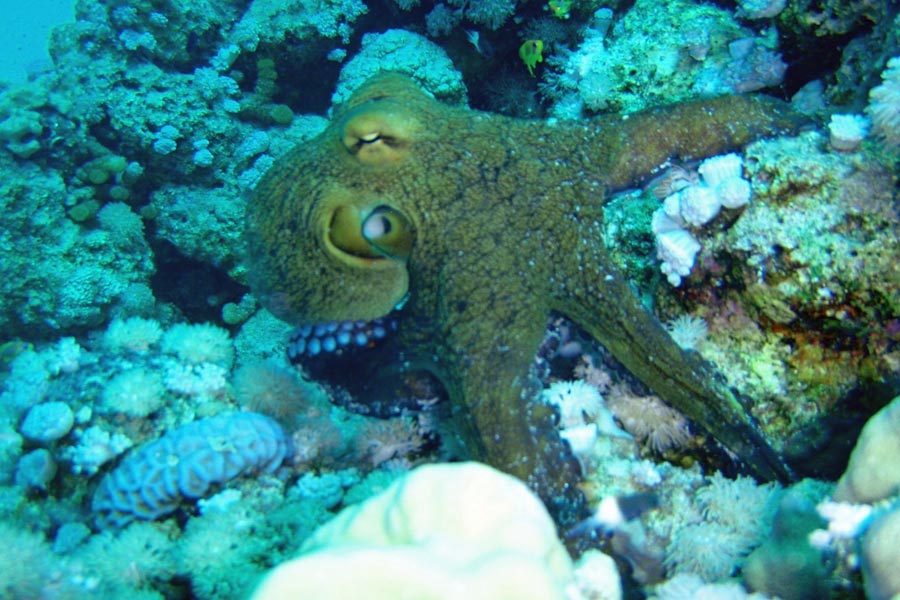 Subex Diving Center Quseir
