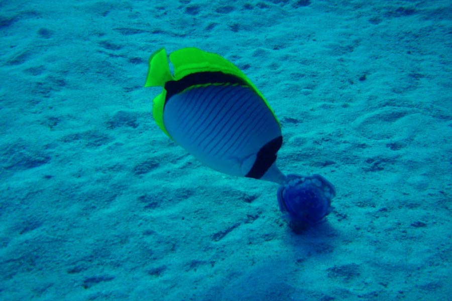 Subex Diving Center Quseir