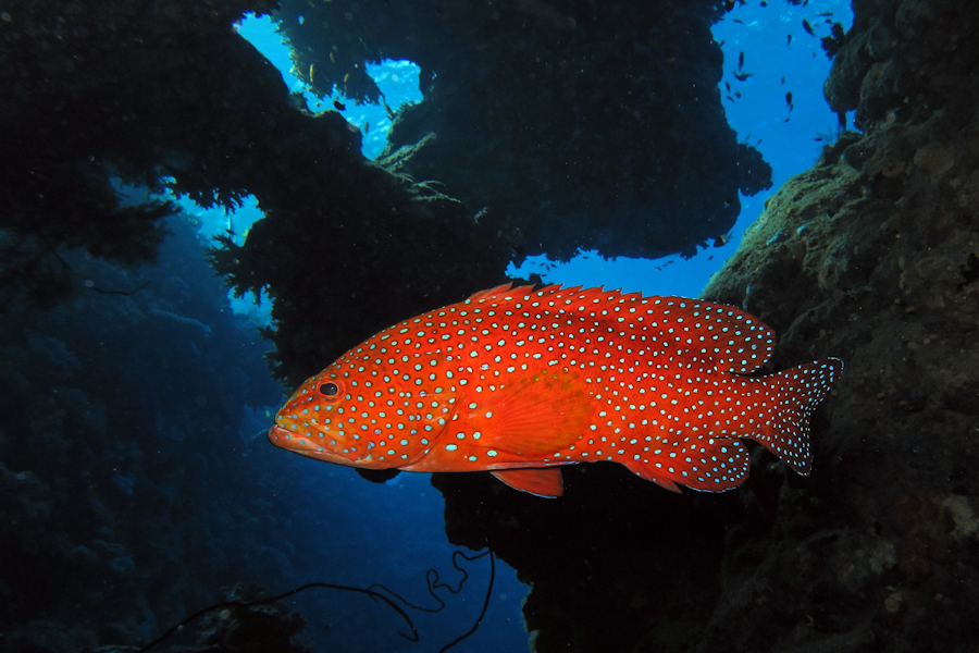 Diving Centers Werner Lau Sharm