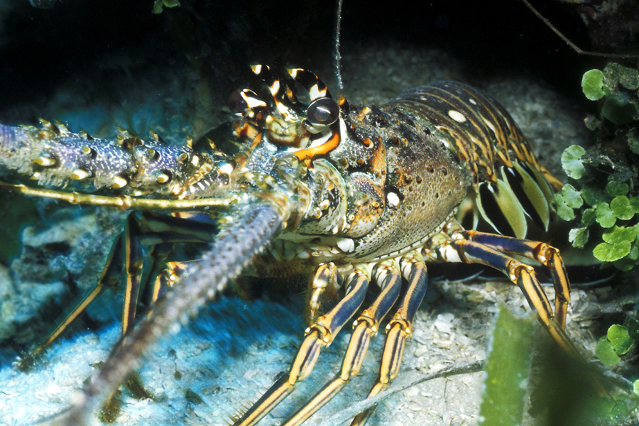 Saba Divers