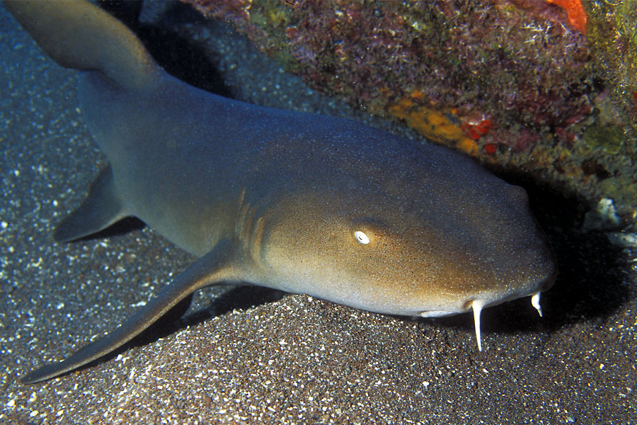 Saba Divers