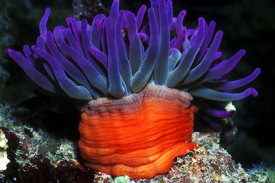 Saba Divers