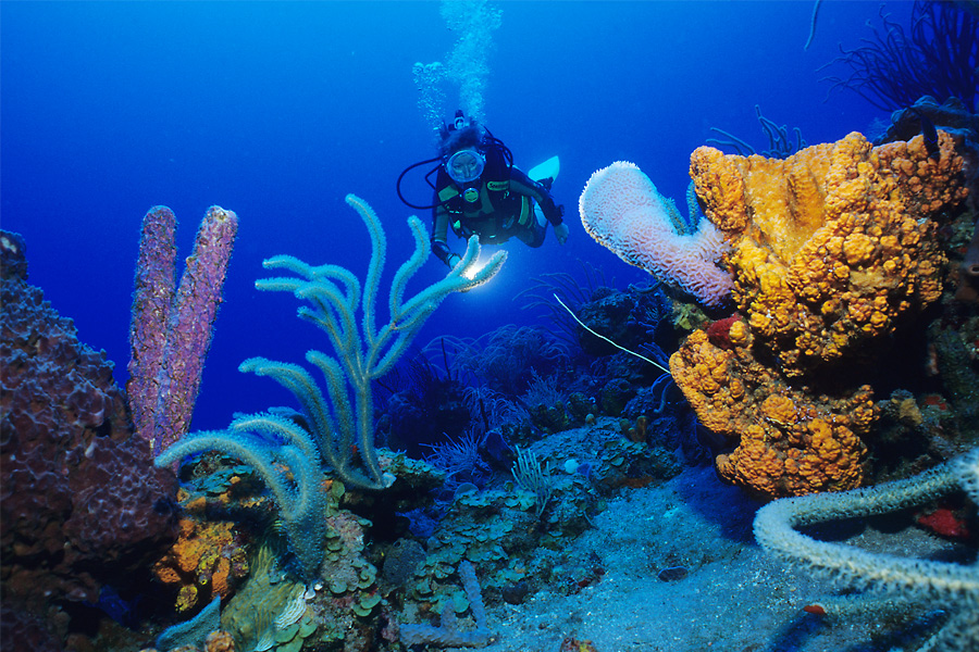 Saba Divers