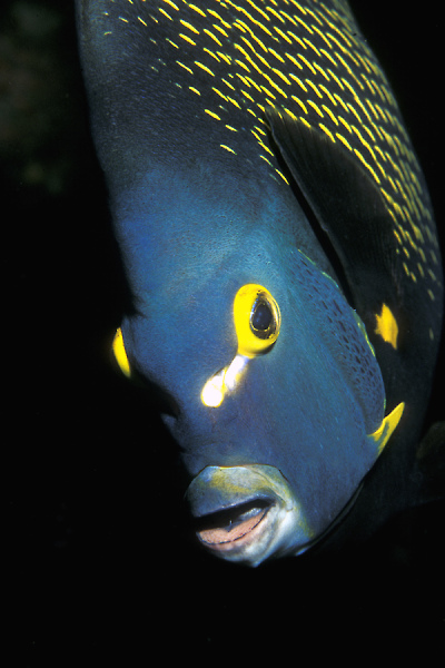 Saba Divers