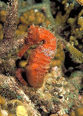 Aquanauts Grenada