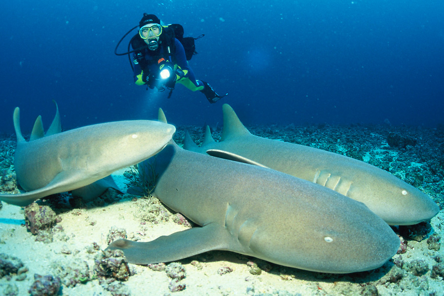 Aquanauts Grenada