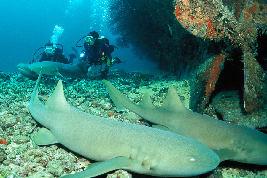 Aquanauts Grenada