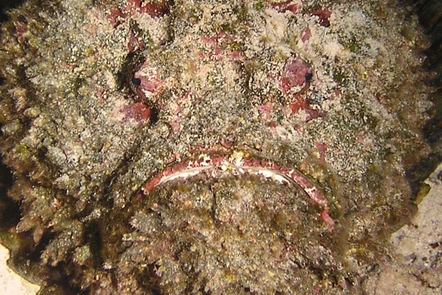 Wadi Gimal Diving Center