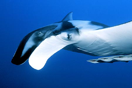 Manta