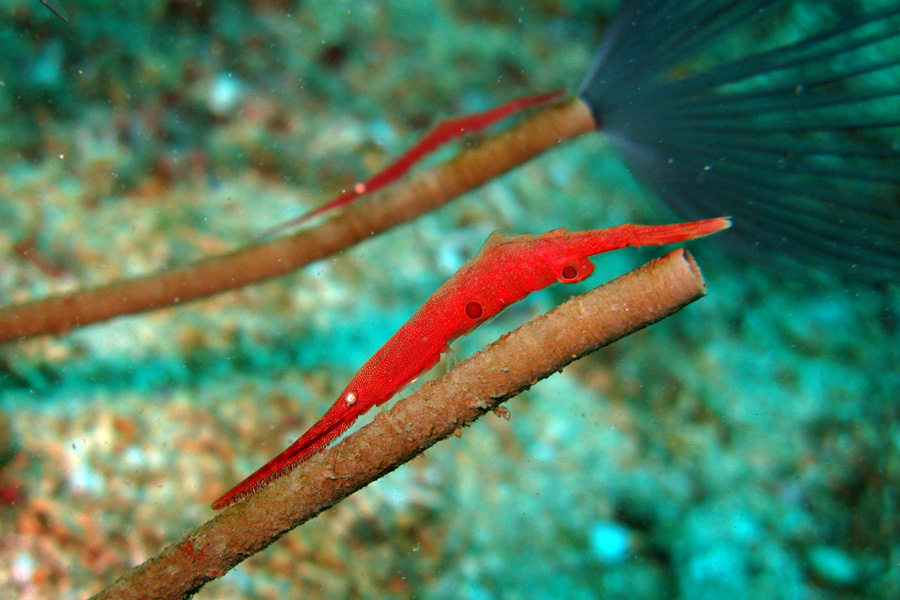 ABWonderdive