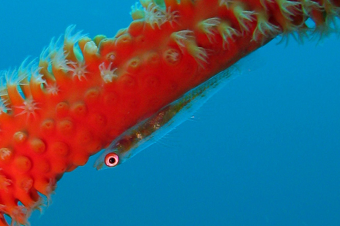 ABWonderdive