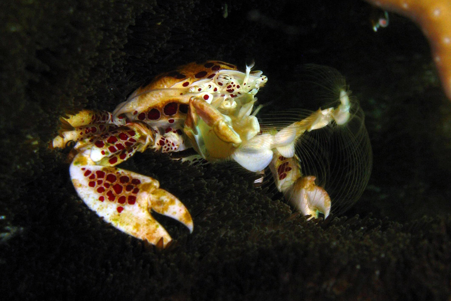 ABWonderdive