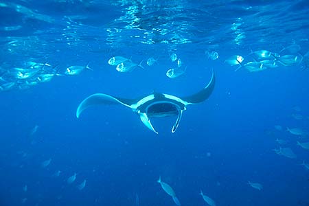 Manta