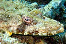 Baracuda Lahami Bay