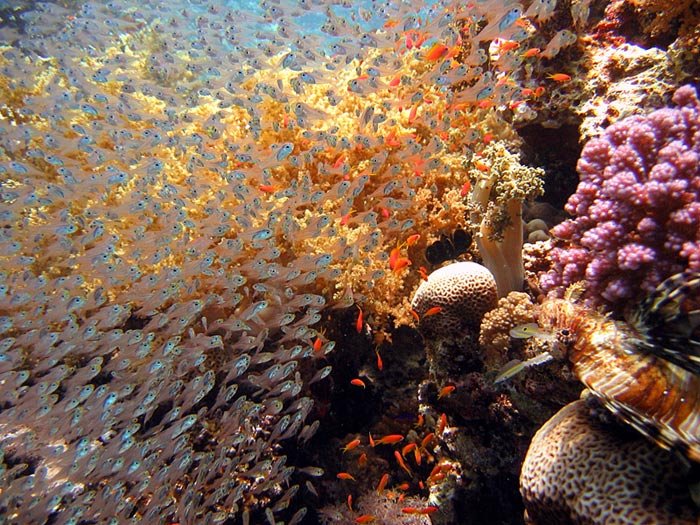 Nemo Dahab