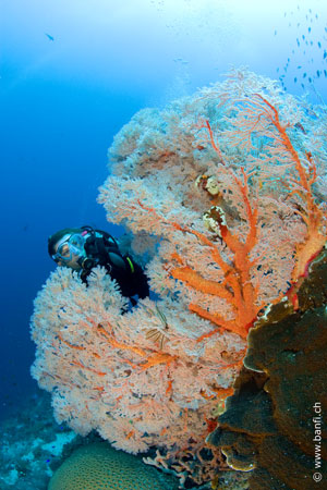 Sea Explorers Siquijor