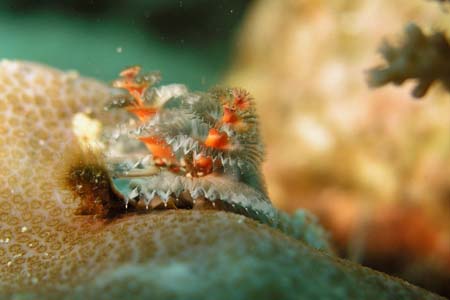 Roach Reefs Dive Resort