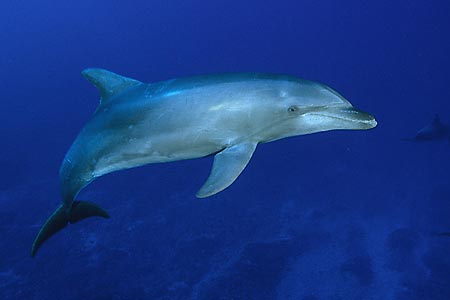 Delfin