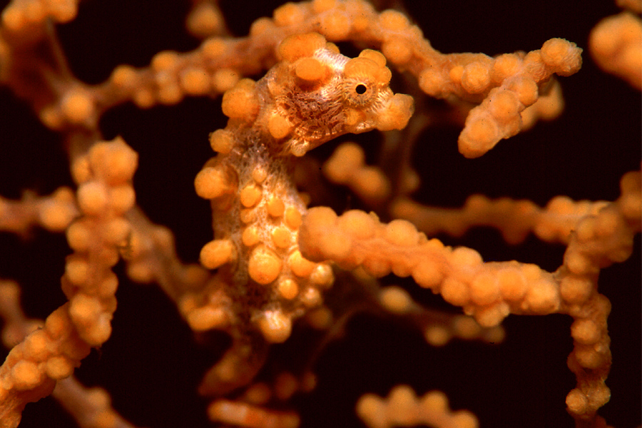 © El Galleon & Asia Divers