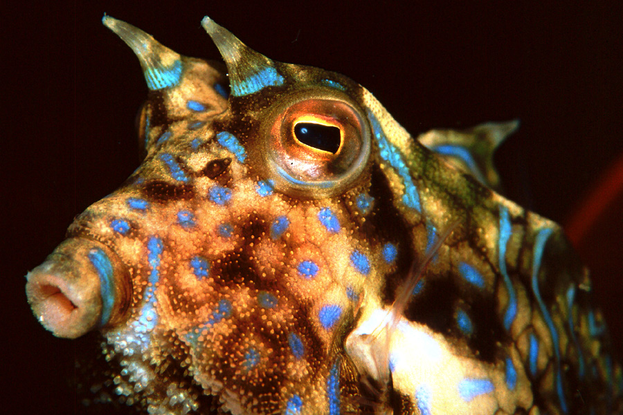 © El Galleon & Asia Divers