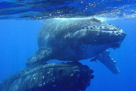Fun Dive
