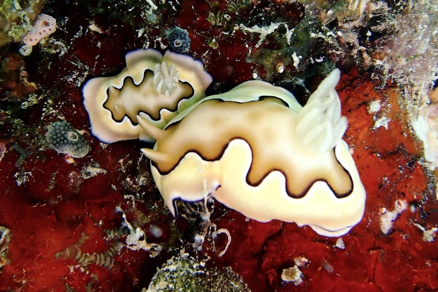 Maratua Divers
