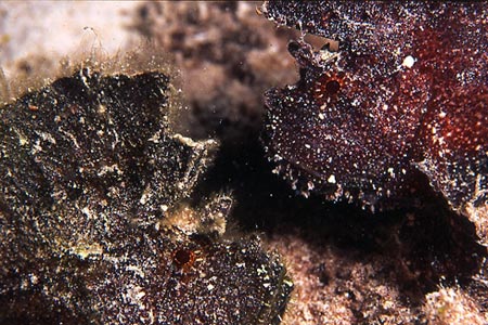 Leaffish