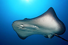 Divetech Grand Cayman