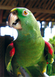 Paco der Papagei
