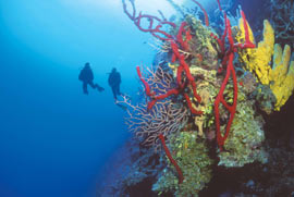 Diveshop Little Cayman  Beach Resort