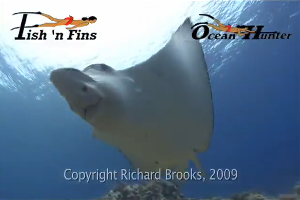 Fish 'n Fins