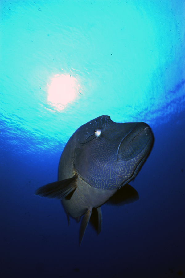 Fish 'n Fins