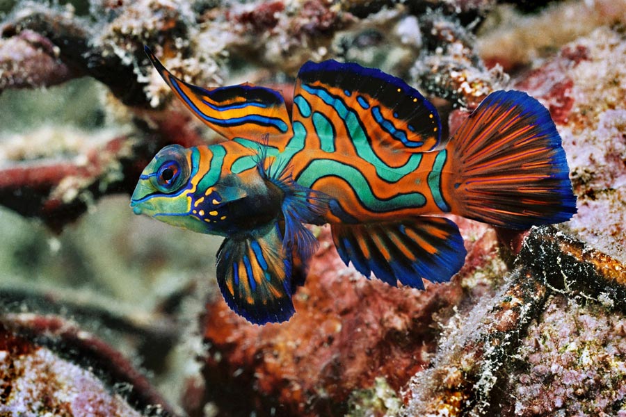 Fish 'n Fins