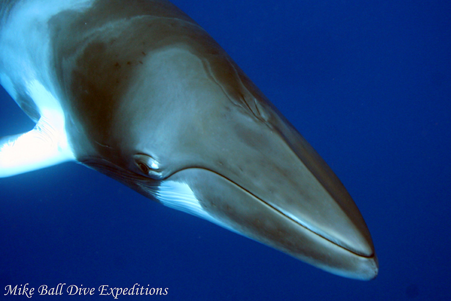 © Mike Ball Expeditions