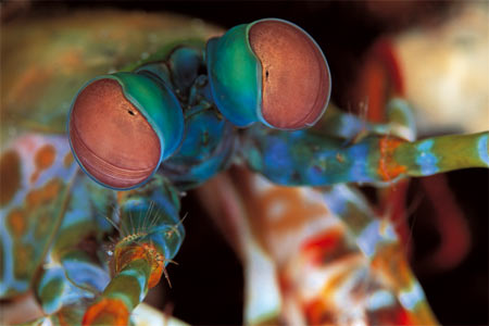 Regenbogen Mantis