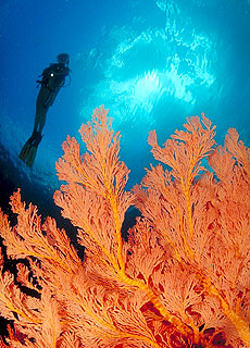 Gorgonie