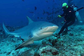 Beqa Adventure Divers
