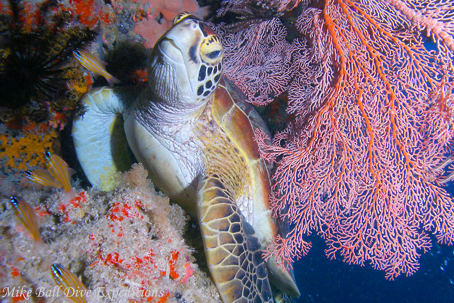 © Mike Ball Expeditions