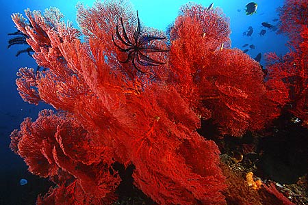 Gorgonien